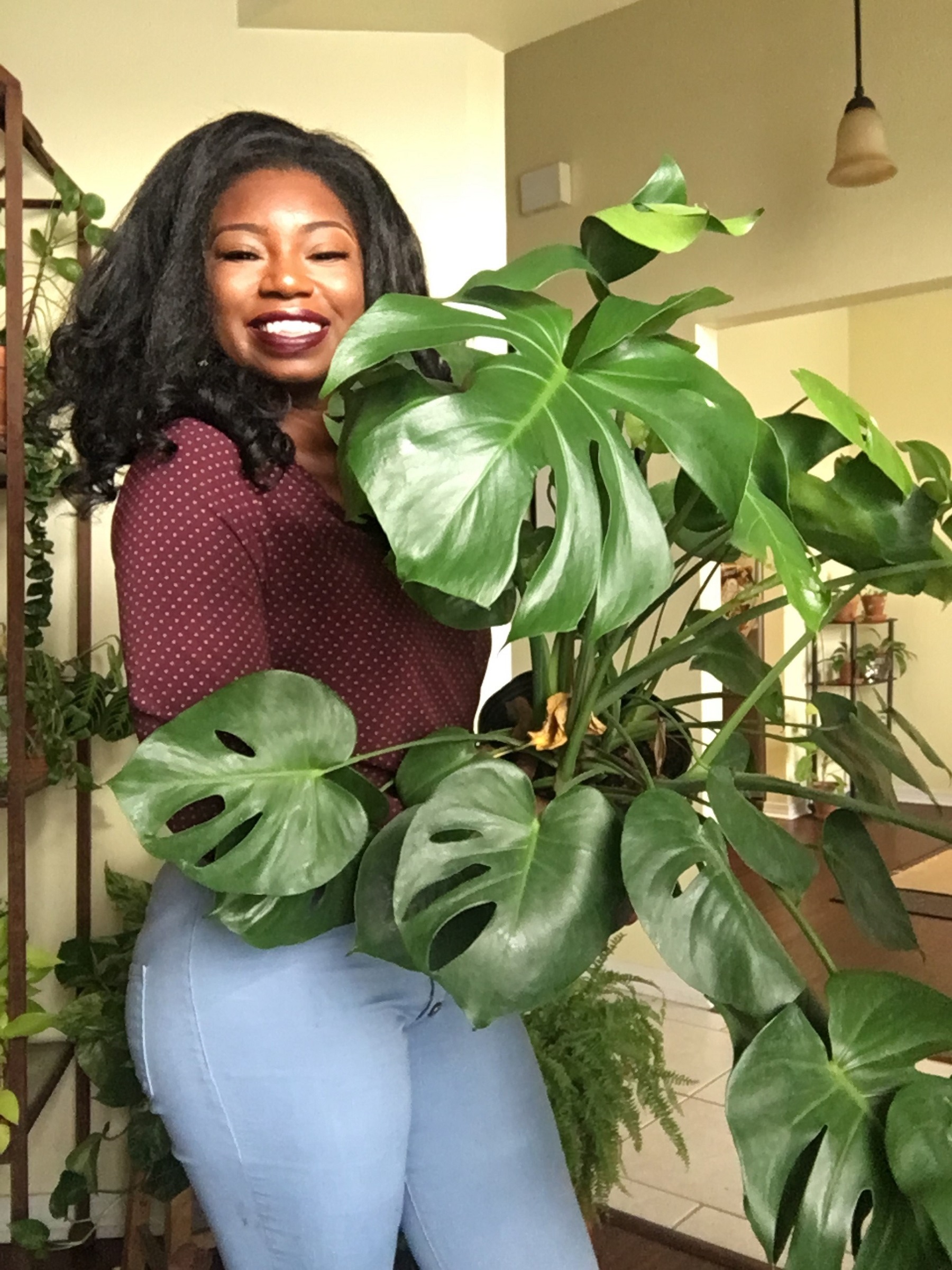 How To Care For Your Monstera Deliciosa - Black Girls With Gardens